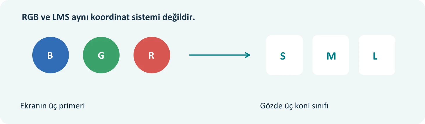 Ekranın RGB primerleri üç koni sınıfını birlikte uyarır. Şema bir duyarlılık grafiği değildir; renkler yalnızca anlatım amaçlıdır.